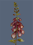 Winter Foxglove Wallpaper - Made to Order