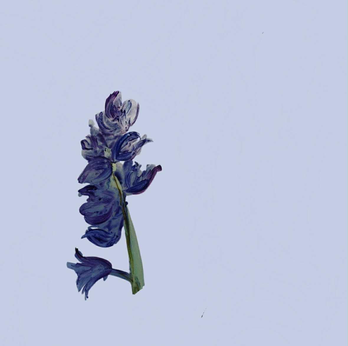 Bluebell Wallpaper - Made to Order