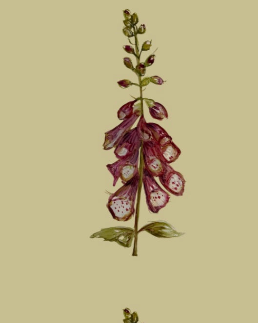 Spring Foxglove Wallpaper - Made to Order