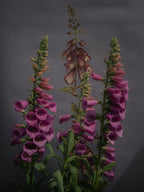 Winter Foxglove Wallpaper - Made to Order